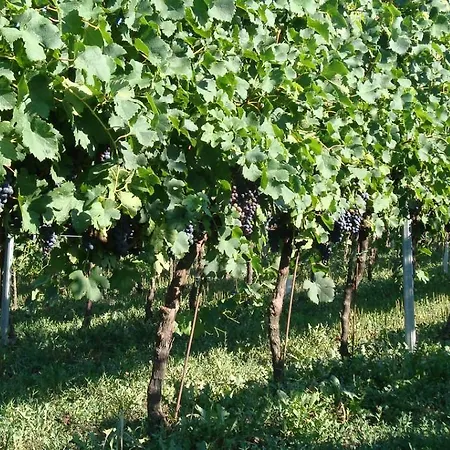 Agriturismo Ca' Guerriera Farm stay *